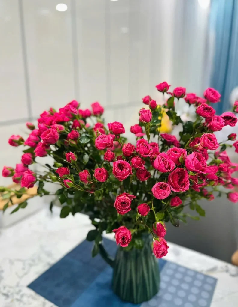 Hoa hồng Sophia: Vẻ đẹp dịu dàng và tinh tế cho những ngày muốn trao gửi yêu thương hoa hong